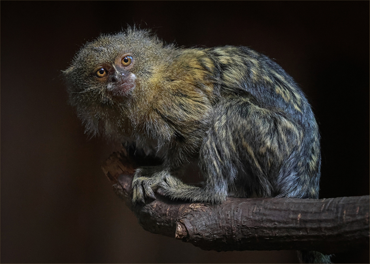 Eastern Pigmy Marmoset - Ian Parker